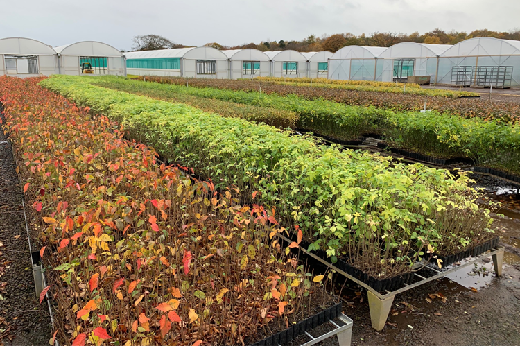 A view of a tree nursery with polytunnels visible in the background and long tables filled with tree saplings in the foreground.