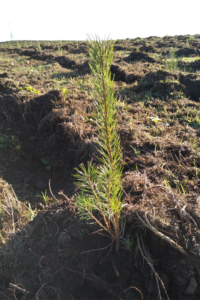 A young, small, spruce sapling planted in a row amongst a larger tree plantation area.