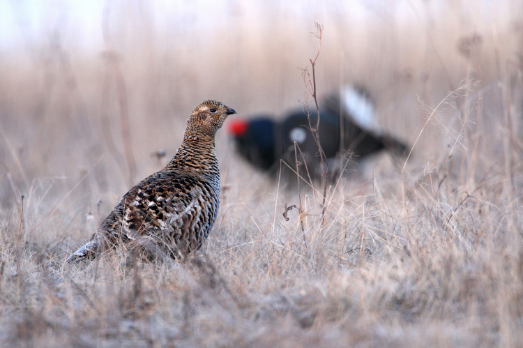 A female black grouse walking through some autumn vegetation with a male black grouse bird visibe in soft focus in the background.