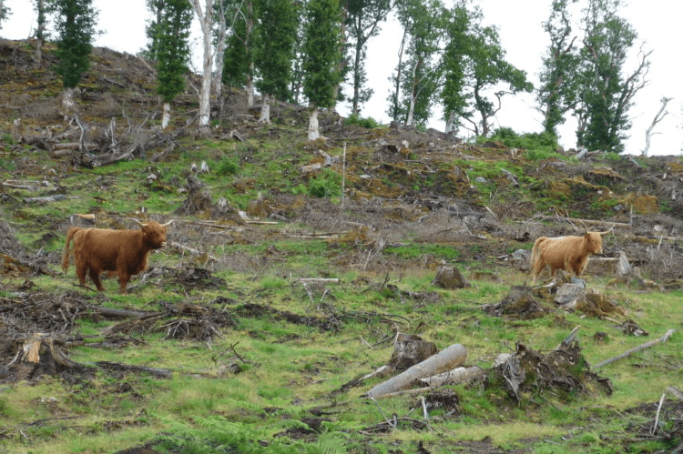 Highland cattle grazing in an area of felled woodland