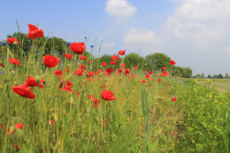 Boosting Biodiversity to Build Business