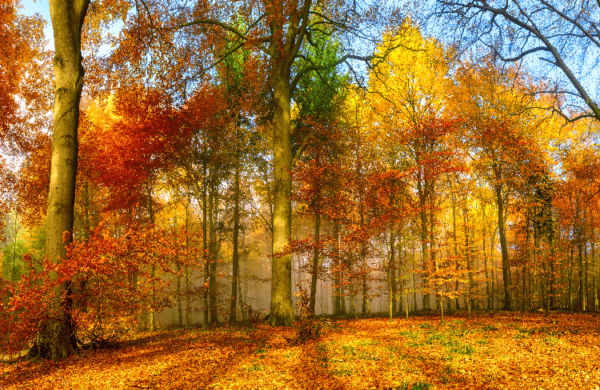 A view towards an autumn coloured copse of trees taken from a near ground level looking upwards and a panoramic type view showing a wide angle.