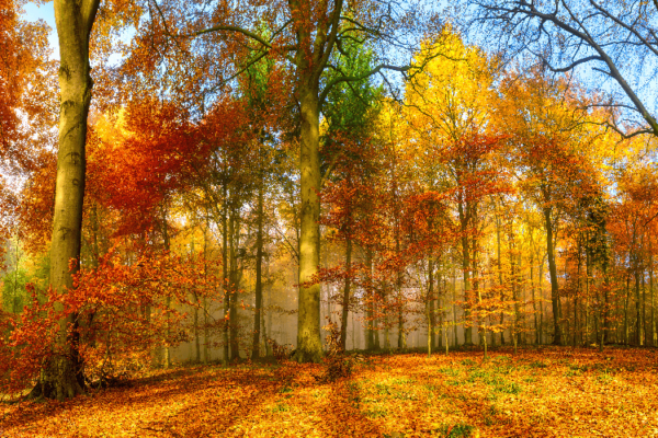 A view towards an autumn coloured copse of trees taken from a near ground level looking upwards and a panoramic type view showing a wide angle.