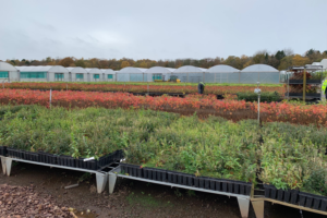 Rows of tree saplings in trays on small raised platforms. In the background a person can be seen bent over working at some of the small plants.
