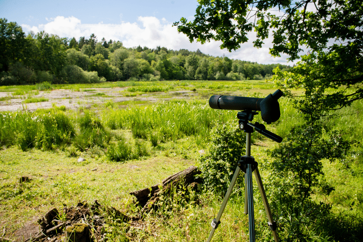 A spotting telescope set up on a tripod in a wetland area.