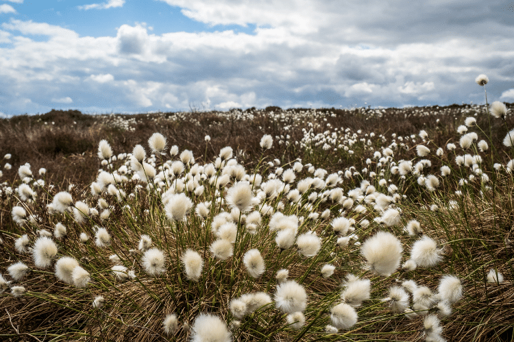 Hare-tailed cottongrass - the fluffy white tops are as far as the eye can see in the photo taken at the plant level.