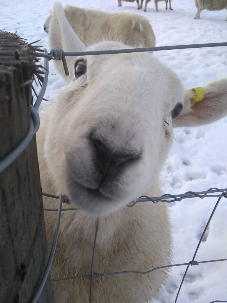 Sheep Records & Tagging Helping farmers in Scotland Farm Advisory