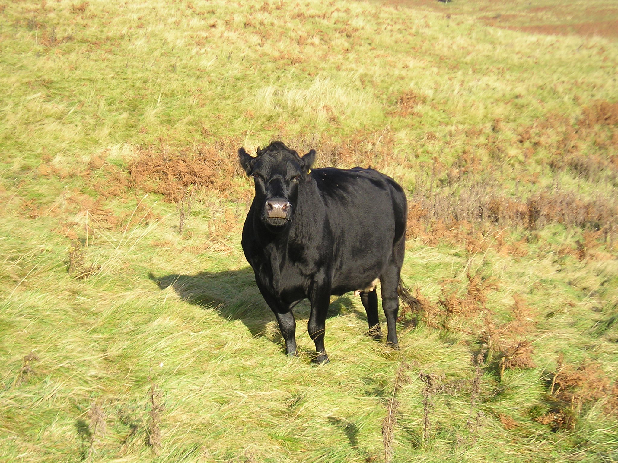 Considerations For Outwintering Spring Calving Suckler Cows | Helping ...