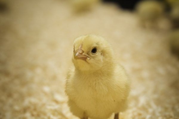 Yellow chick