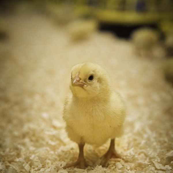 Yellow chick