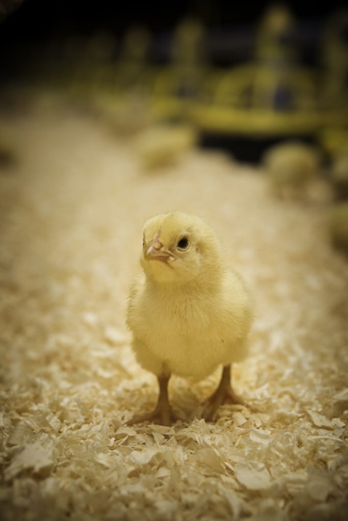 Yellow chick