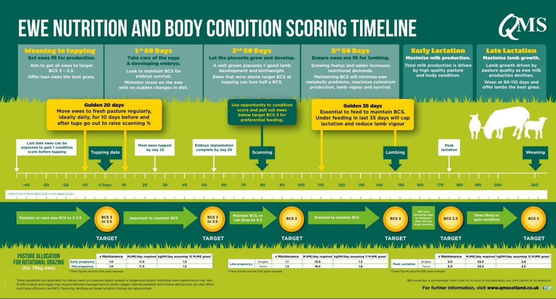 QMS Ewe Nutrition and Body Condition Scoring Timeline