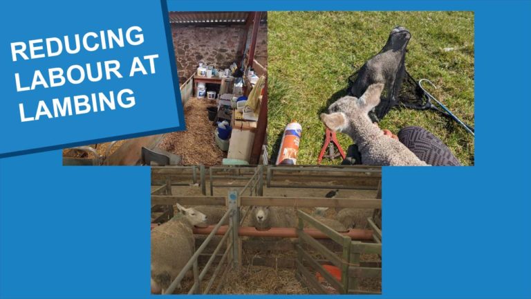 Reducing Labor Intensive Task Tech Reducing Labour at Lambing | Information helping farmers in Scotland ...