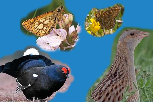 Scotland’s National Priority Species
