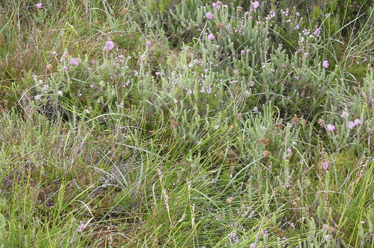 An example of a wet heath habitat with a mix of peatland vegetation, lush and green without any peat/soil evident.