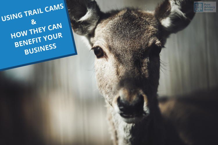 A close range photo of a deer's head looking directly into a camera with a caption in the top left of the image reading 'Using Trail Cams & how they can benefit your business'.