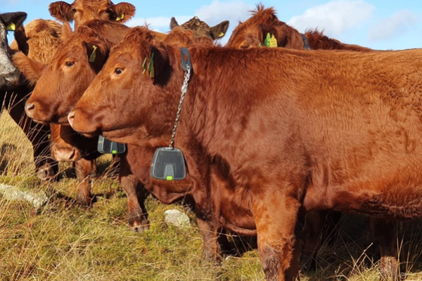 Future Crofting