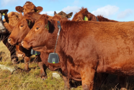 Cows wearing virtual fencing collars