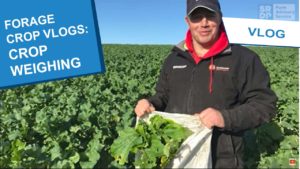 2021 Forage Crop vlogs thumbnail - Crop weighing