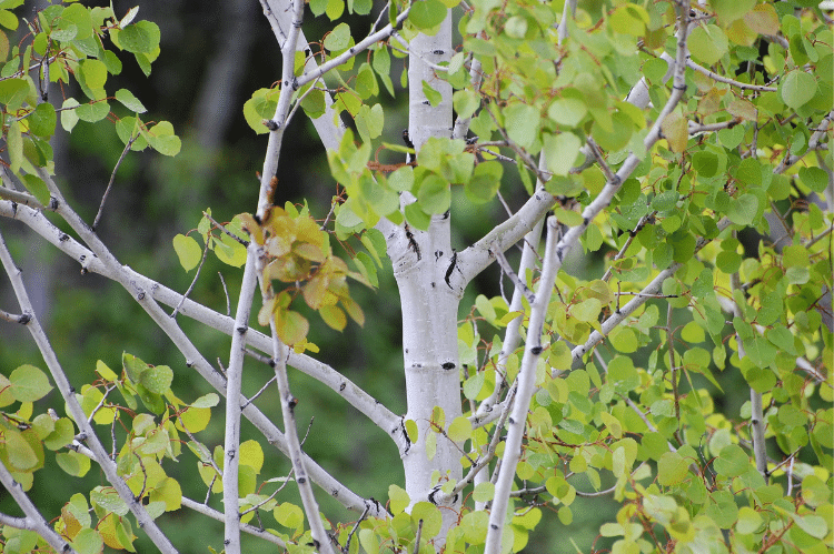 An aspen tree with white bark and small green foliage.