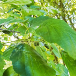 Leaves and fruits of the common alder tree.