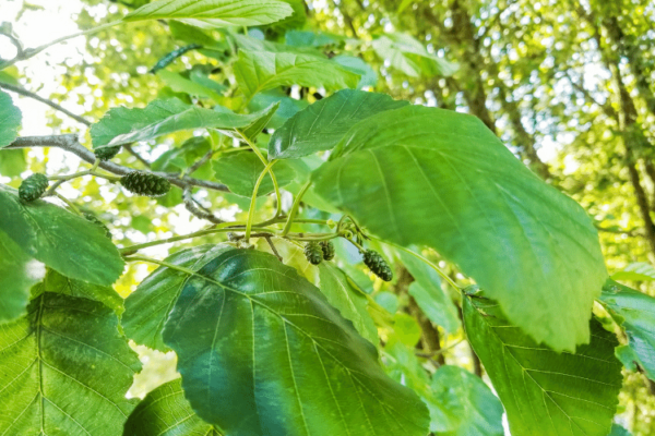 Leaves and fruits of the common alder tree.