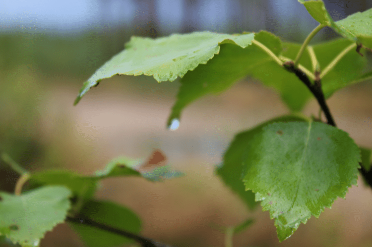 Wet Downey birch leaves in close focus.