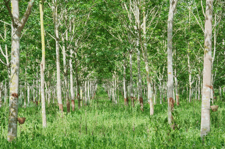 Rows of young deciduous trees with grazing opportunity between them as part of an agroforestry plantation.
