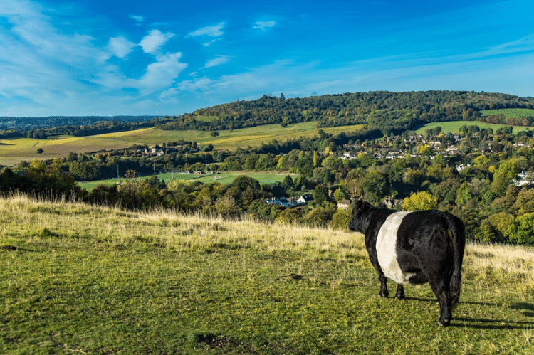 A single Belted Galloway standing facing away from the camera lens, overlooking a rural valley landscape with trees and a village sitting amongst them.