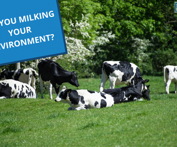 Seven black and white dairy bred cattle grazing in a grassland field surrounded by a thick hedge that is laden with hawthorn flowers.