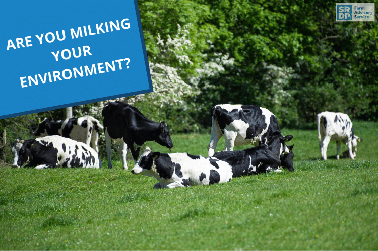 Seven black and white dairy bred cattle grazing in a grassland field surrounded by a thick hedge that is laden with hawthorn flowers.