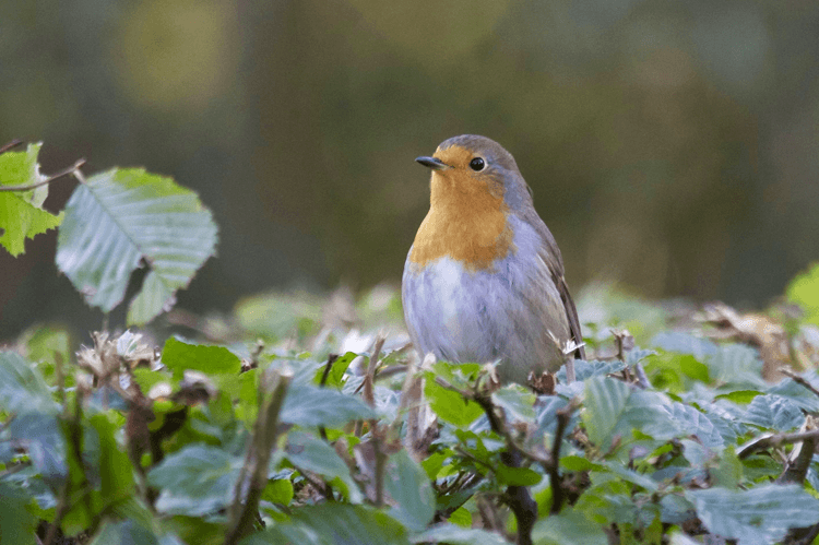 A robin standing alert on a hedge.