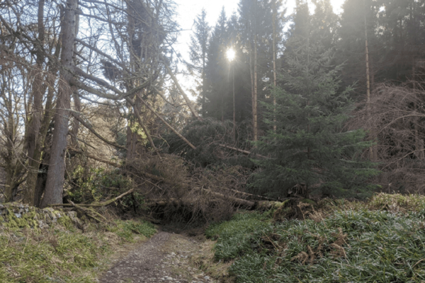 A path through a woodland area with several windblown conifer trees blocking the way.