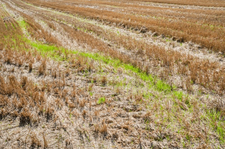 A close range photo of winter stubble following a combined crop. The short stalks of straw are still sanding and there are rows of bright green growth emerging between the tillered plants.