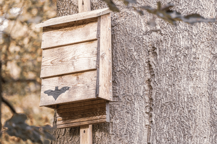 A wooden bat box attached to the trunk of a tree.