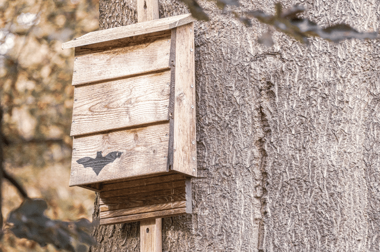 FAS_bat_box A wooden bat box attached to the trunk of a tree.