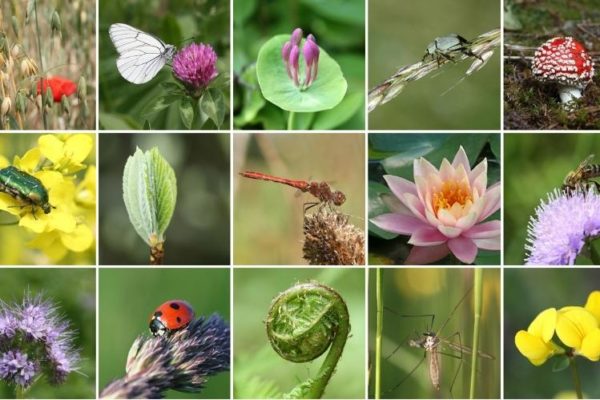 A collage of photos depicting typical indicators of biodiversity within the rural setting. There is a butterfly on some grass seeds; a butterfly on red clover; a toadstool; a green bug; a red poppy amongst oat plants and a bee on a scabious flower, amongst other typical indicators.