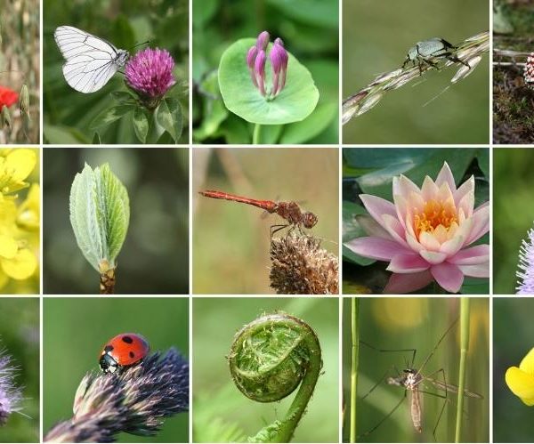 A collage of photos depicting typical indicators of biodiversity within the rural setting. There is a butterfly on some grass seeds; a butterfly on red clover; a toadstool; a green bug; a red poppy amongst oat plants and a bee on a scabious flower, amongst other typical indicators.