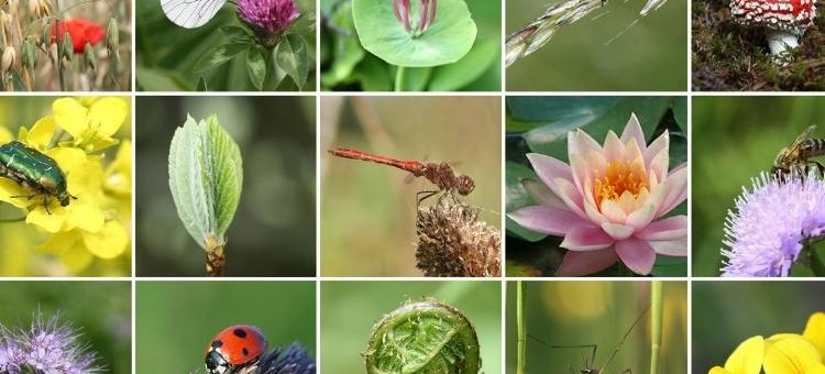 A collage of photos depicting typical indicators of biodiversity within the rural setting. There is a butterfly on some grass seeds; a butterfly on red clover; a toadstool; a green bug; a red poppy amongst oat plants and a bee on a scabious flower, amongst other typical indicators.