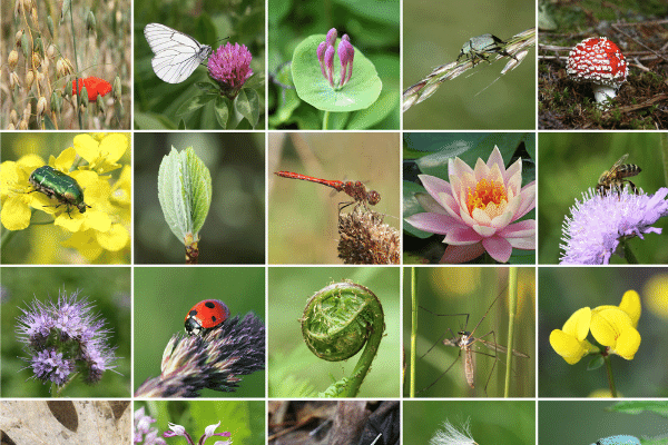 Farm Management & Biodiversity
