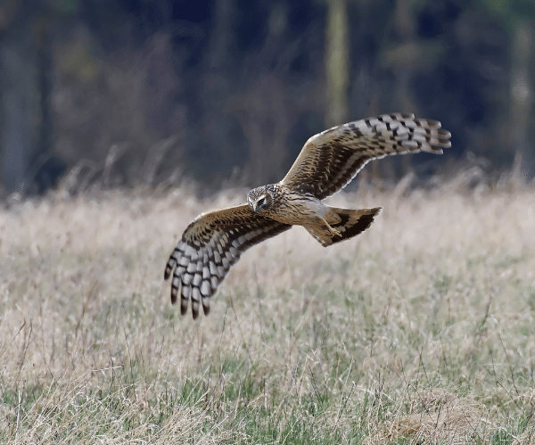 A female hen harrier in flight just above tall tussocky grass.