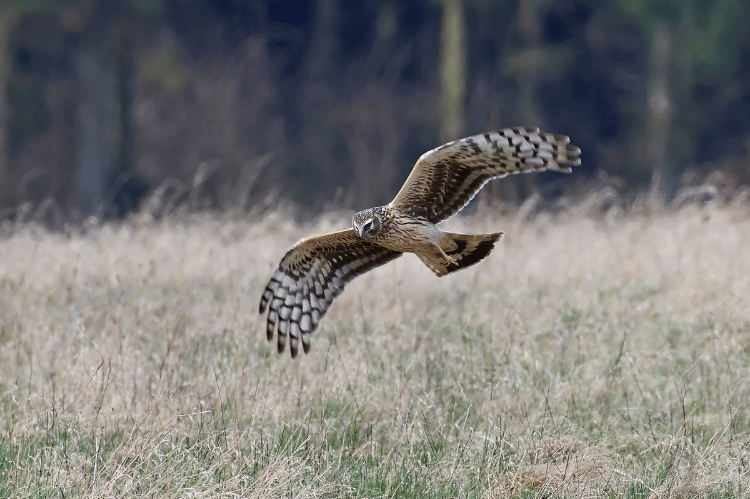 A female hen harrier in flight just above tall tussocky grass.