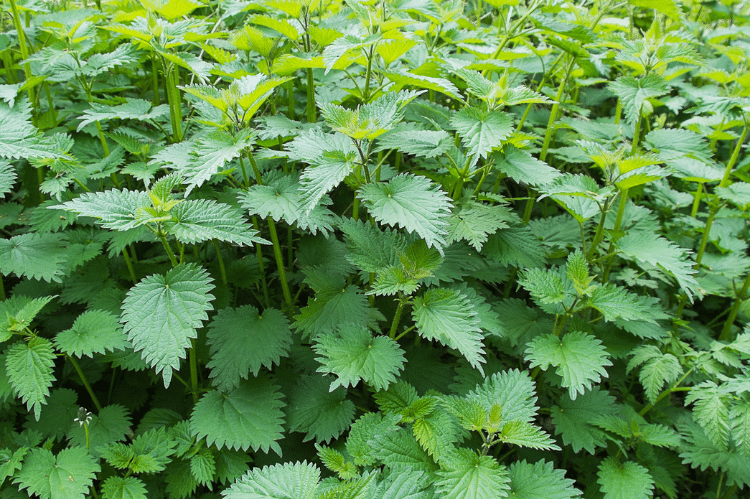 A patch of nettles.