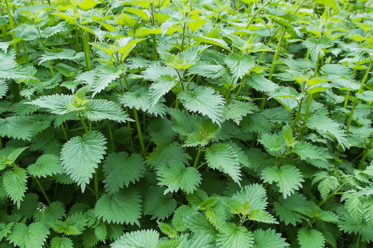 FAS_nettle_patch A patch of nettles.