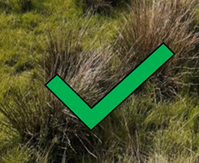 Field rushes with a green tick overlaid on the photo