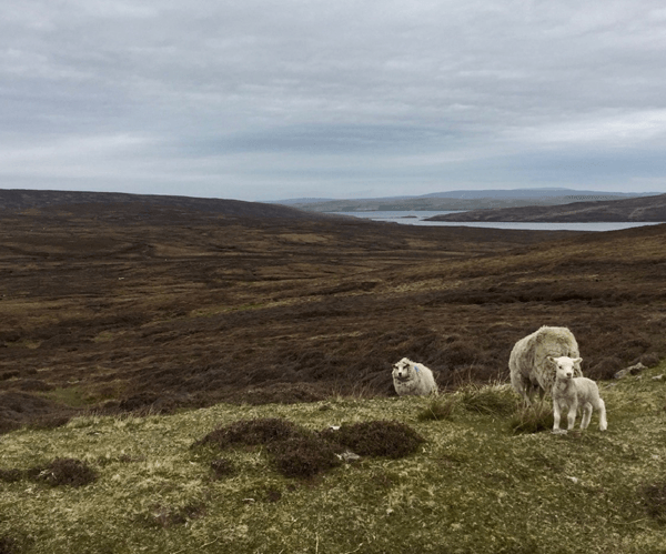 Two sheep and a young lamb standing on an area of grassland within a moorland setting, heather in the rolling hills behind them and a loch visible in the background of the photo.