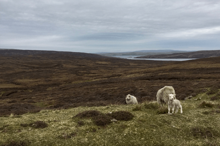 Two sheep and a young lamb standing on an area of grassland within a moorland setting, heather in the rolling hills behind them and a loch visible in the background of the photo.