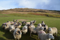A small flock of sheep, including horned rams in a grassland field looking towards the camera.