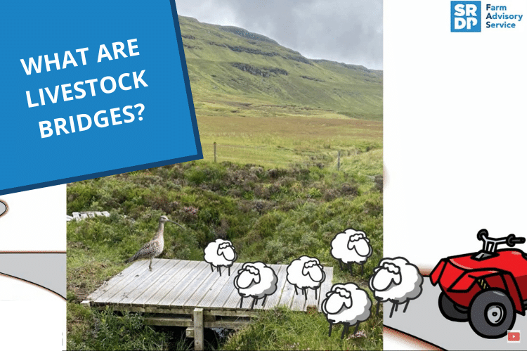 Image showing a wooden livestock bridge over a burn in an upland setting. On one side are cartoon drawn sheep and a quad bike, on the bridge is a curlew.
