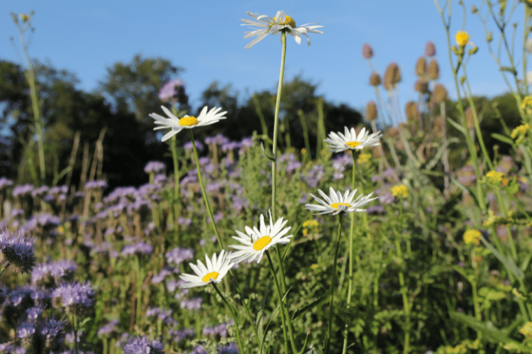 A mix of white daisy type flowers, purple phacelia flowers, yellow oil seed rape flowers, all growing on a field margin.
